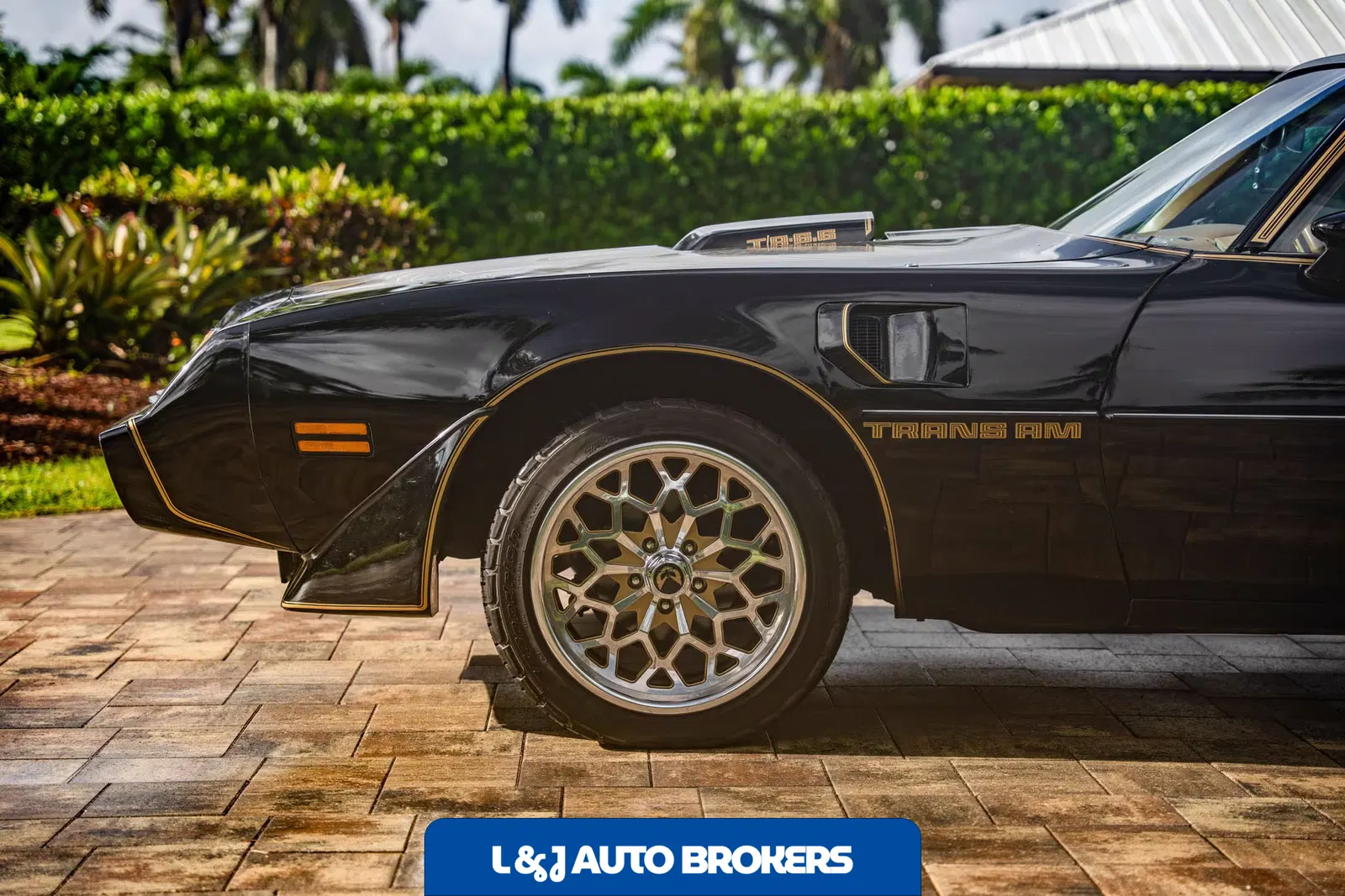 1979 Pontiac Firebird Trans Am Y84 Special Edition